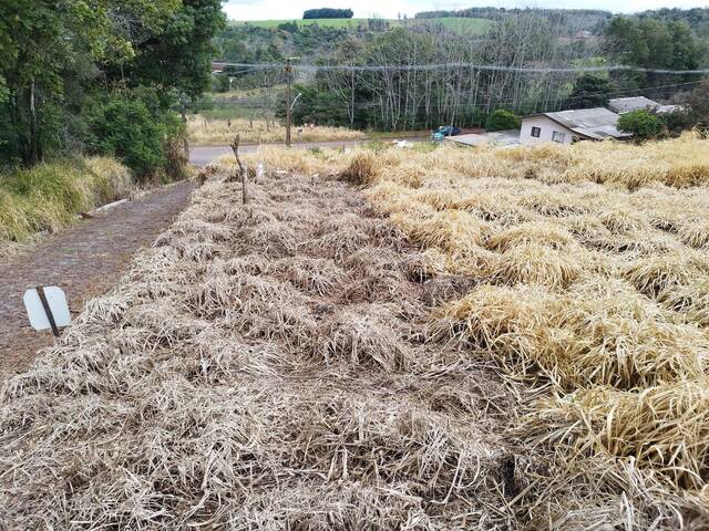Terreno para Venda em Panambi - 4